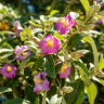 Lagunaria patersonii – Norfolk-Hibiskus / Norfolk-Eibisch