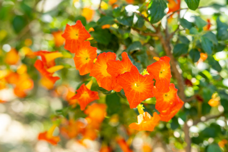 Marmeladenbusch – Kanarenblümchen – Marmeladenstrauch