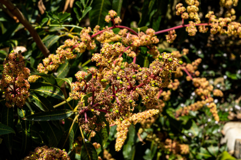 Die Blüte des Mango-Baums