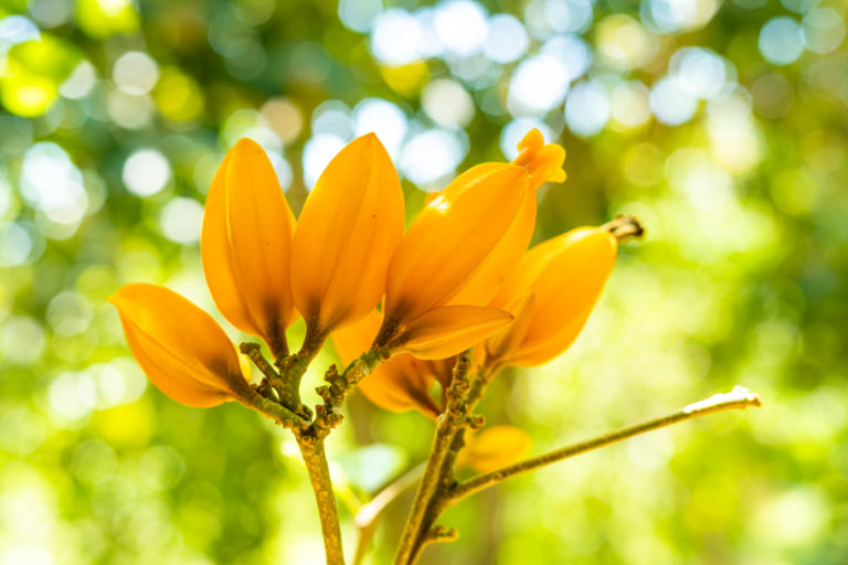 Don-Juan-Pflanze (Juanulloa mexicana)