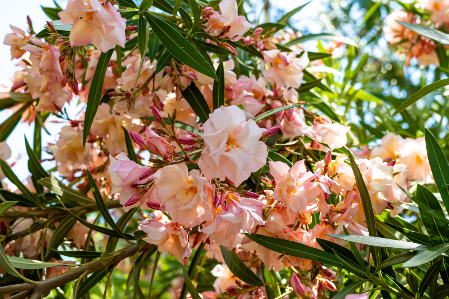 Oleander Pflege: Tipps für mediterrane Blütenpracht
