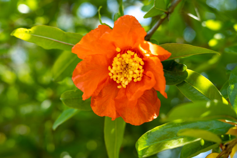 Granatapfelblüten – essbar, gesund und vielseitig verwendbar