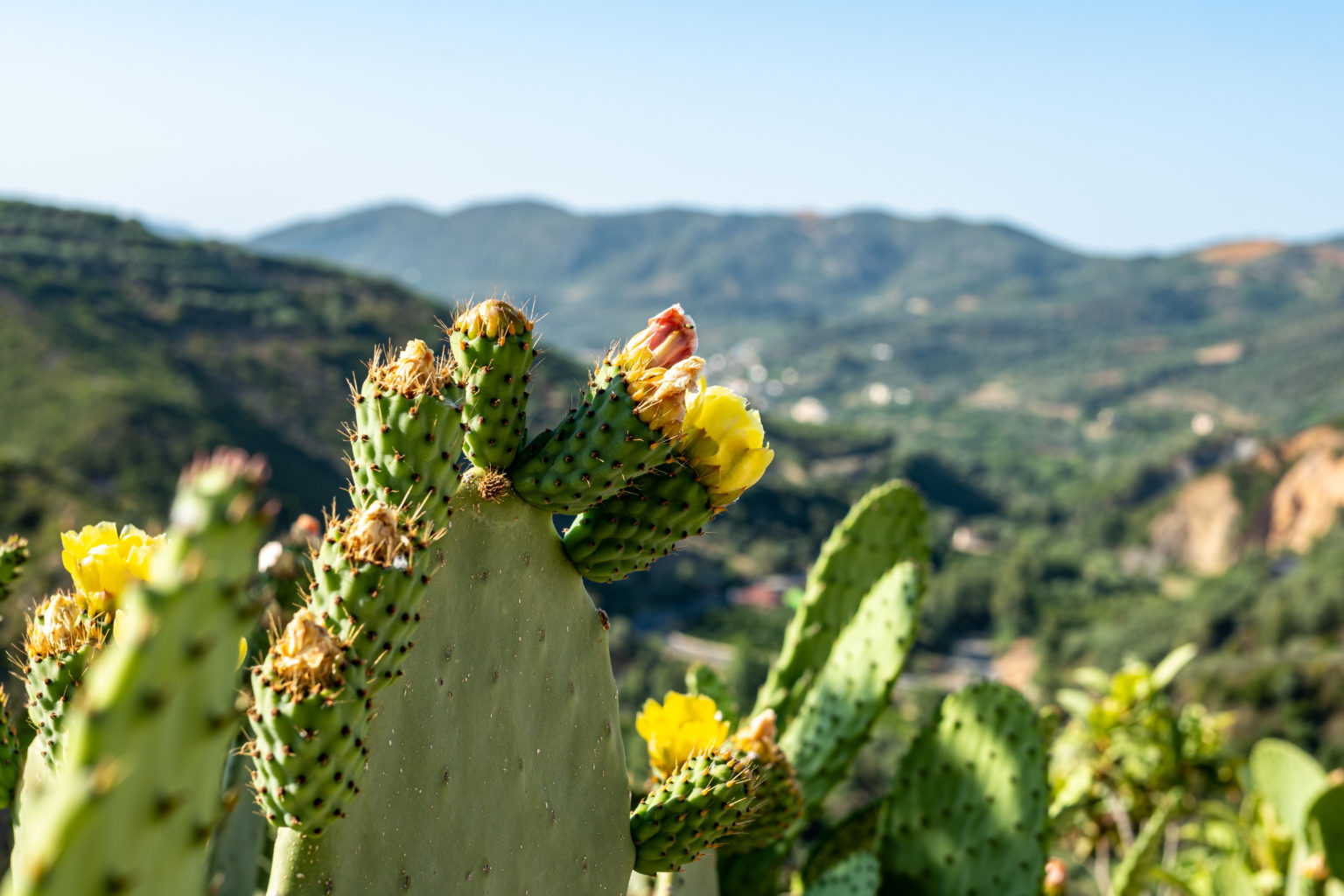 Kreta Pflanzenwelt: Schluchten & mediterrane Flora entdecken