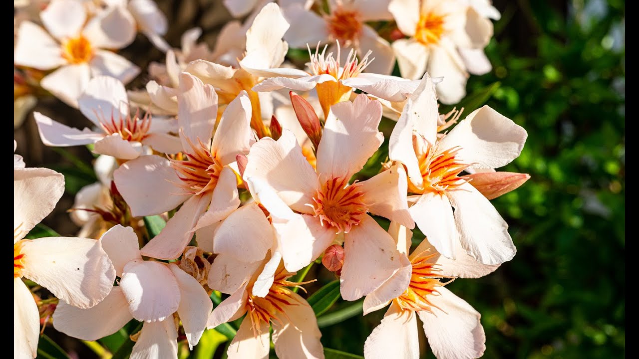 Der ultimative Oleander-Hack für ein atemberaubendes Blumenschauspiel