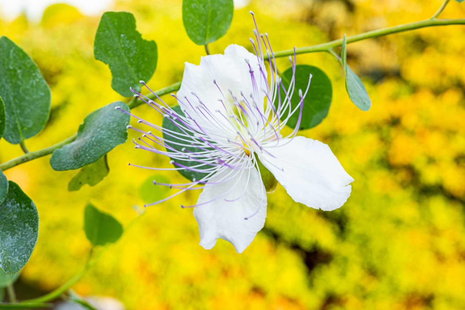 Kapernstrauch pflegen: Tipps für Capparis spinosa im Garten