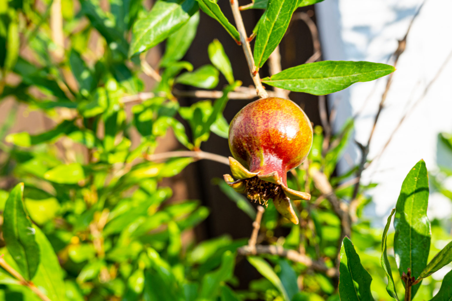 Granatapfel am Strauch, kurz vor der Reife