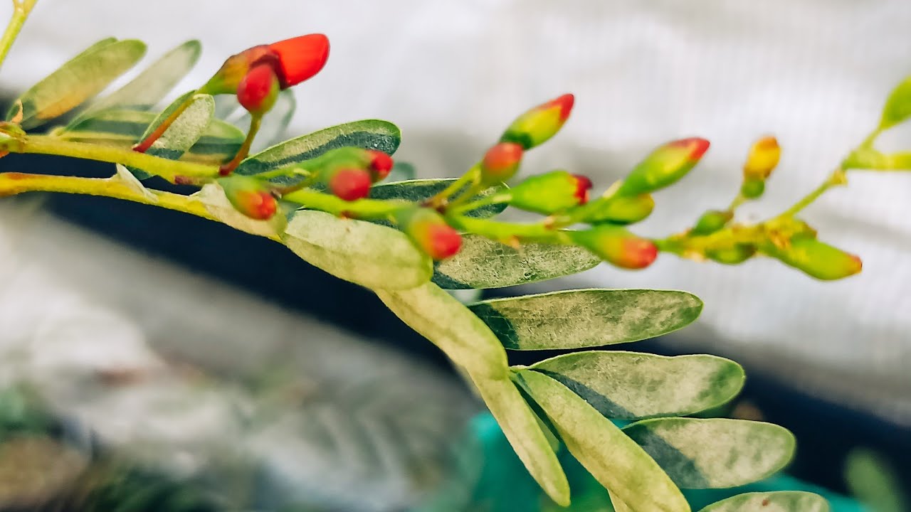 Sesbania tripetii – Rote Wisterie: Die erste Blüte und die Gefahr von Mehltau