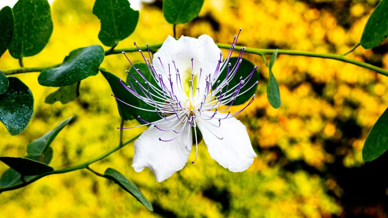 Unglaubliche Blüte Des Capparis Spinosa – Ein Beeindruckendes Schauspiel