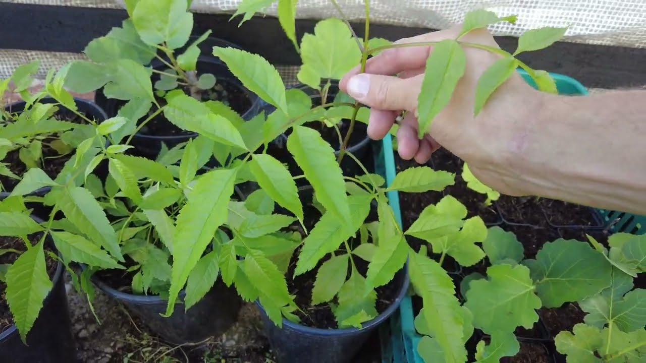 Tecoma fulva ssp. guarume – Update 05.08.2022 – 5 Monate später // Gartenschlau.com
