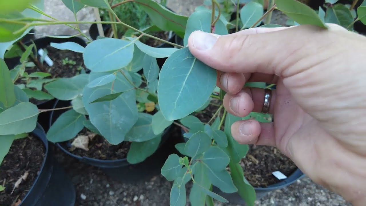 Verleihe Deinem Garten Den Erfrischenden Hauch Von Zitronen Eukalyptus