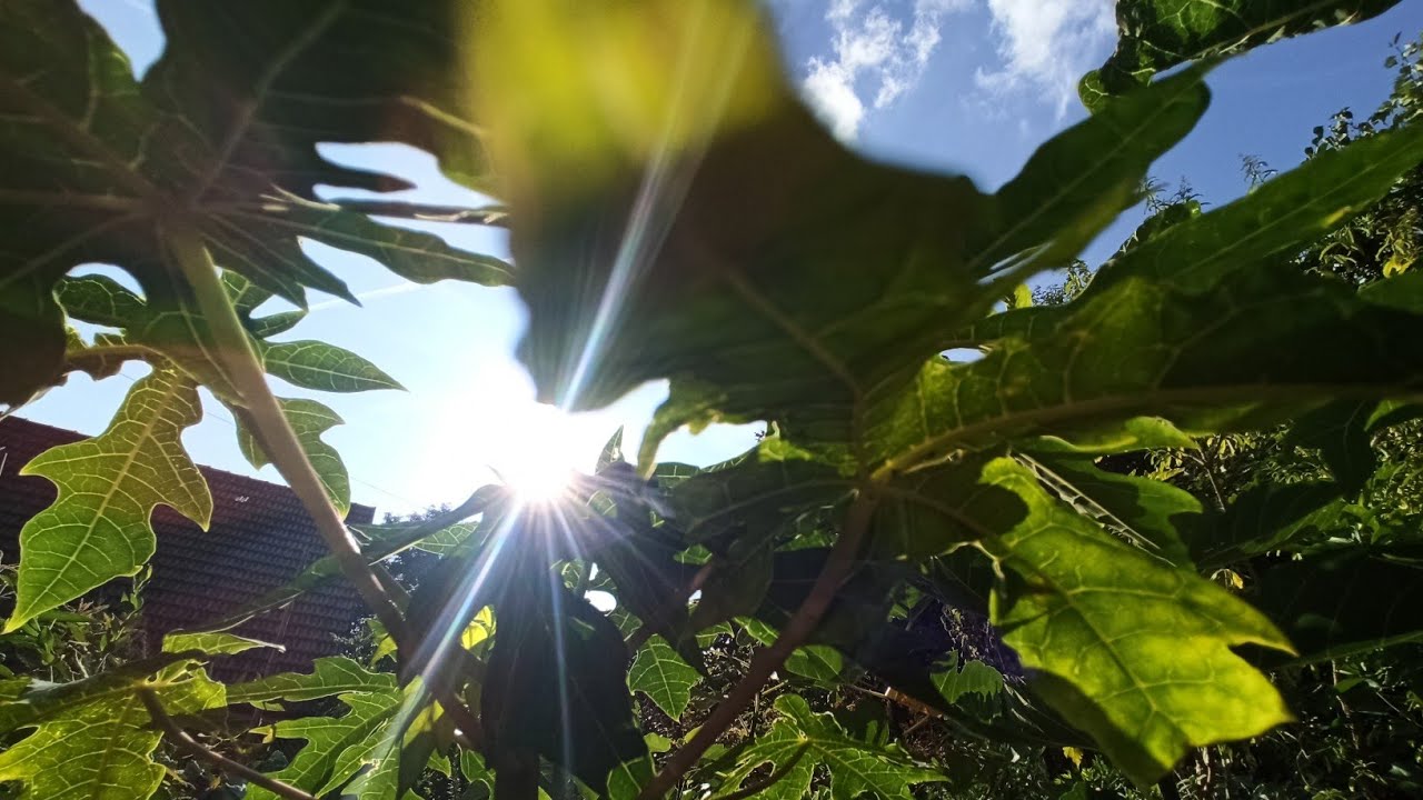 Aktuelles Update: Wie Sich Das Wetter Auf Unsere Papayas Auswirkt