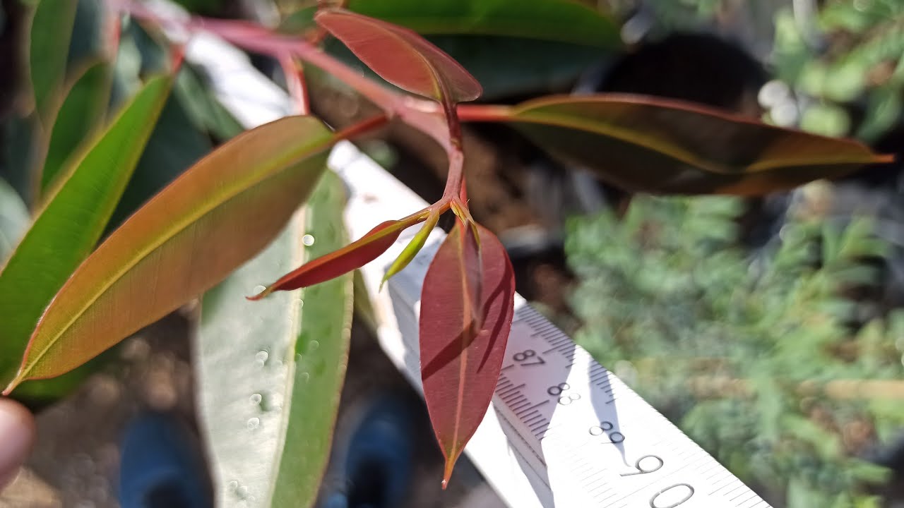 Geheimnis des Eukalyptus-Wachstums: Messungsergebnisse überraschen!
