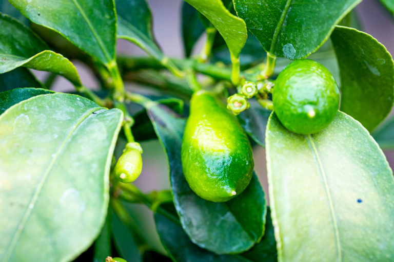 Citrus Indio-Mandarinquat