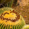 Botanicactus, der botanische Garten bei Ses Salines auf Mallorca