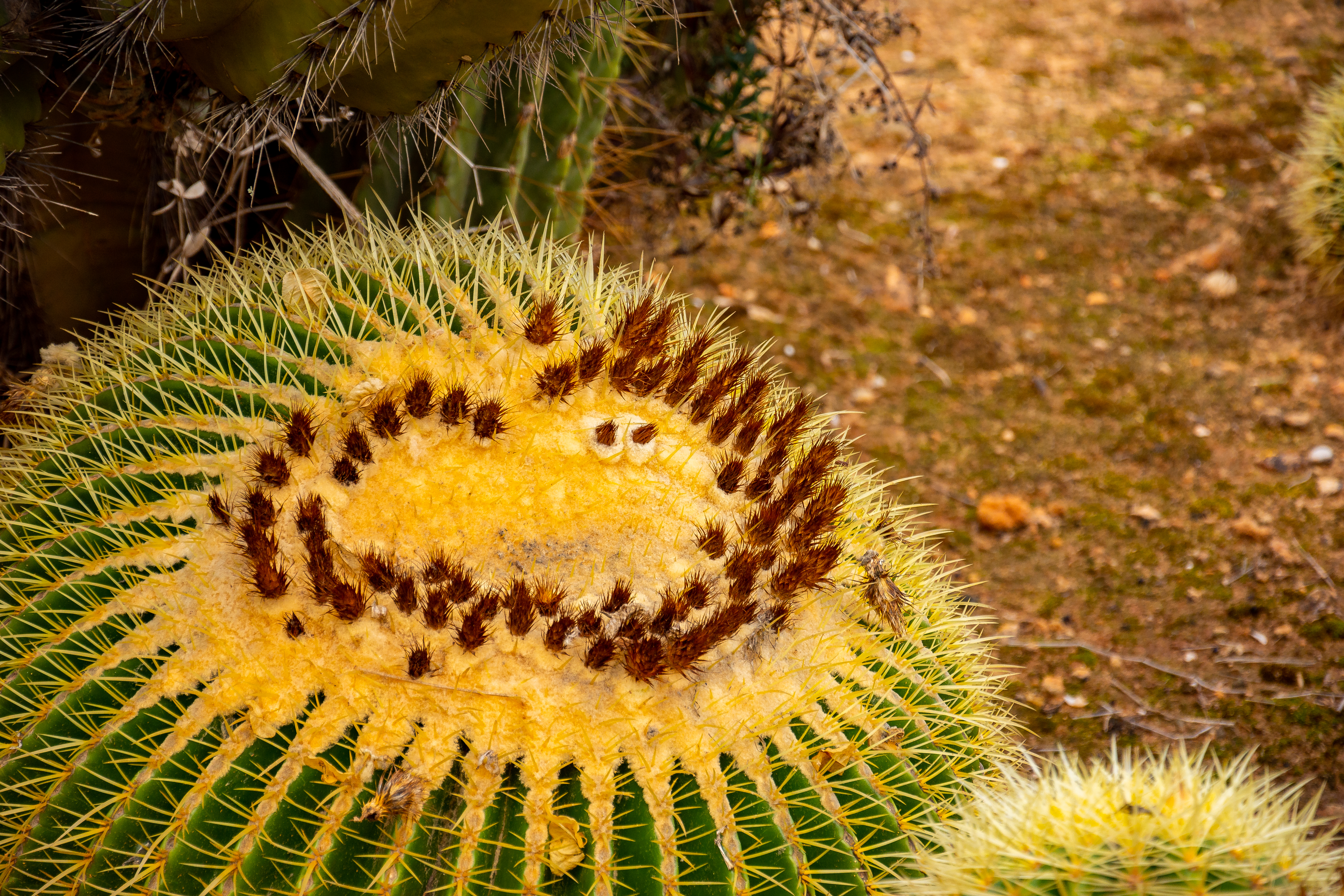 Botanicactus, der botanische Garten bei Ses Salines auf Mallorca