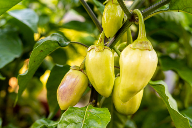 Fruchtig, feuriges Update zu den Chilis 2022