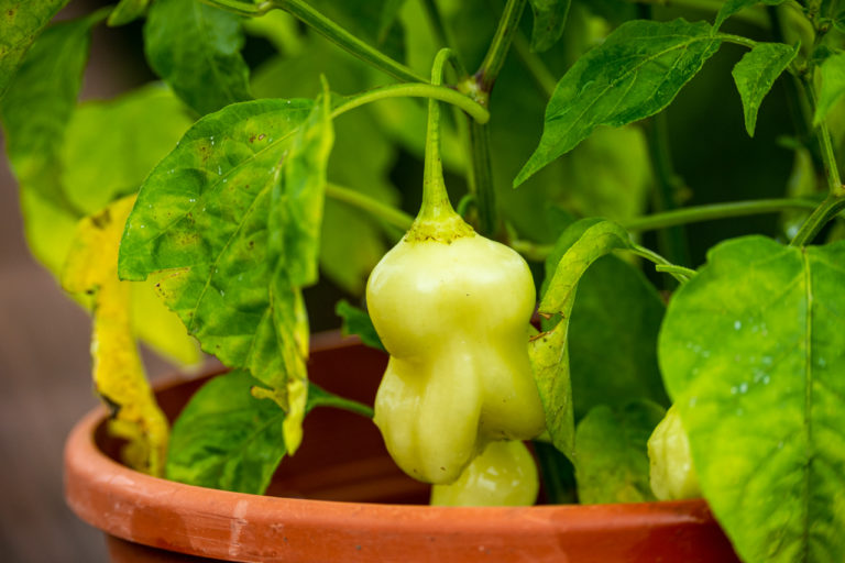 Chilis 2022 Früchte zuordnen