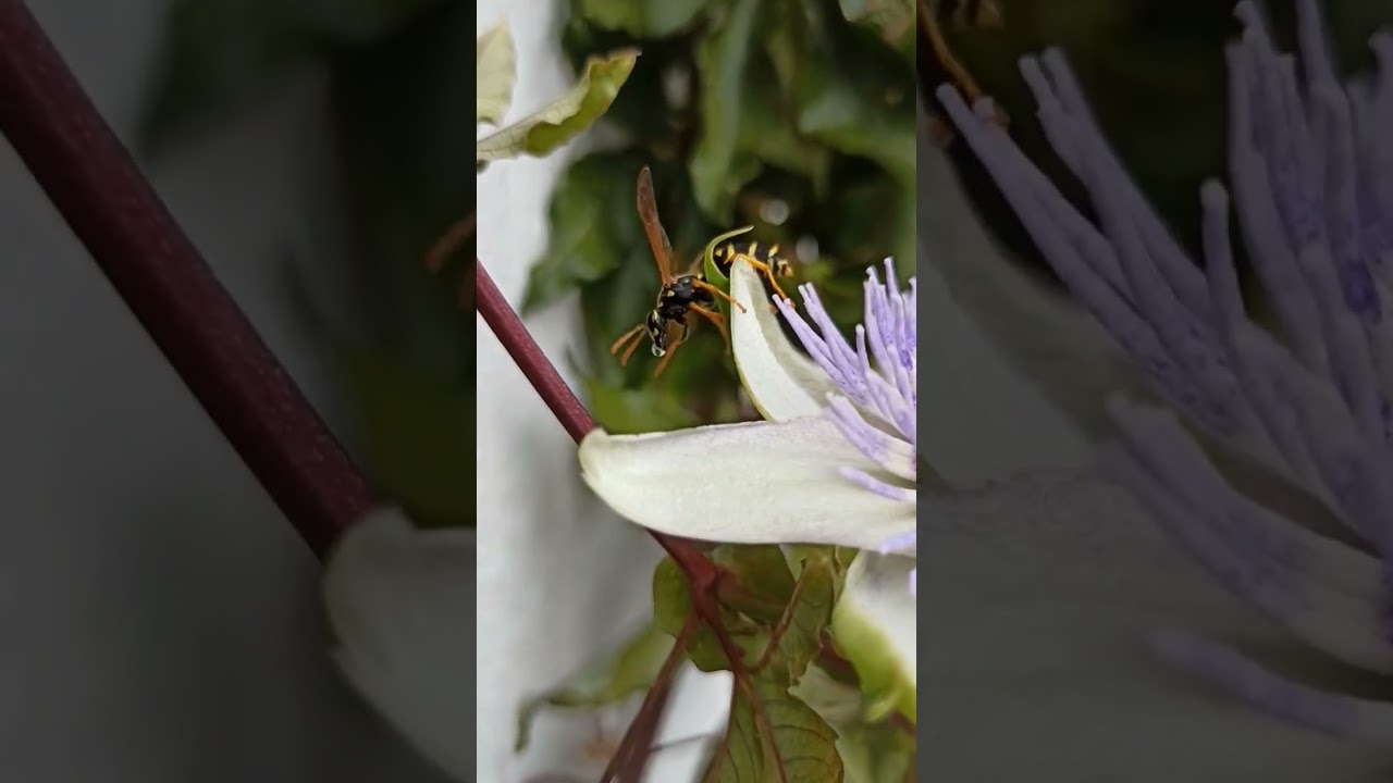 Wasp Passiflora Nectar // Gartenschlau.com