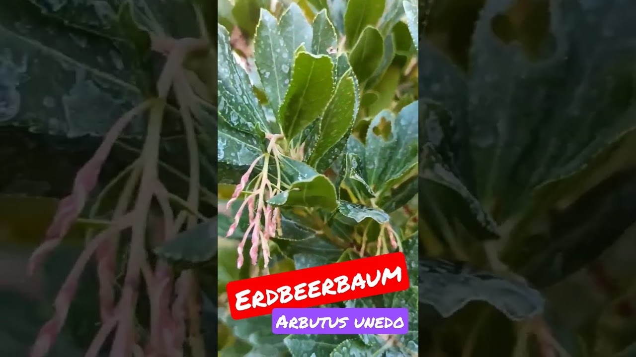 Erdbeerbaum // Gartenschlau.com