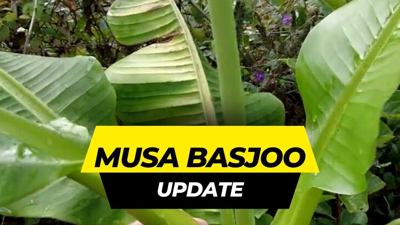Musa basjoo ausgepflanzt // Update 22.09.2022 // Japanische Faserbanane // Gartenschlau.com