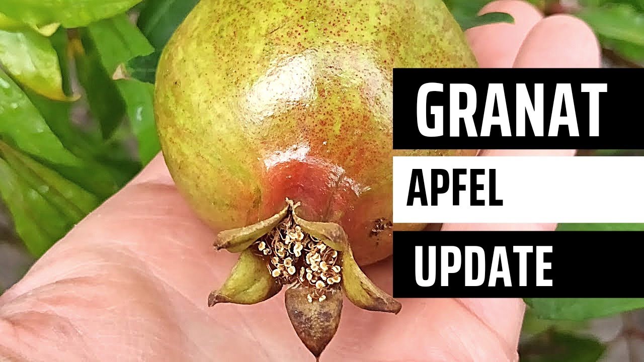 Warum Sie die neueste Entwicklung der Granatapfel Früchte nicht verpassen sollten