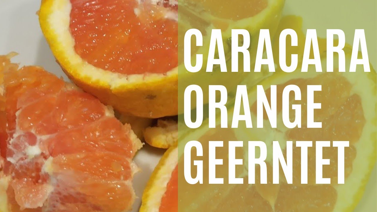 Exklusive Tipps Für Frische Orangen Aus Dem Eigenen Garten