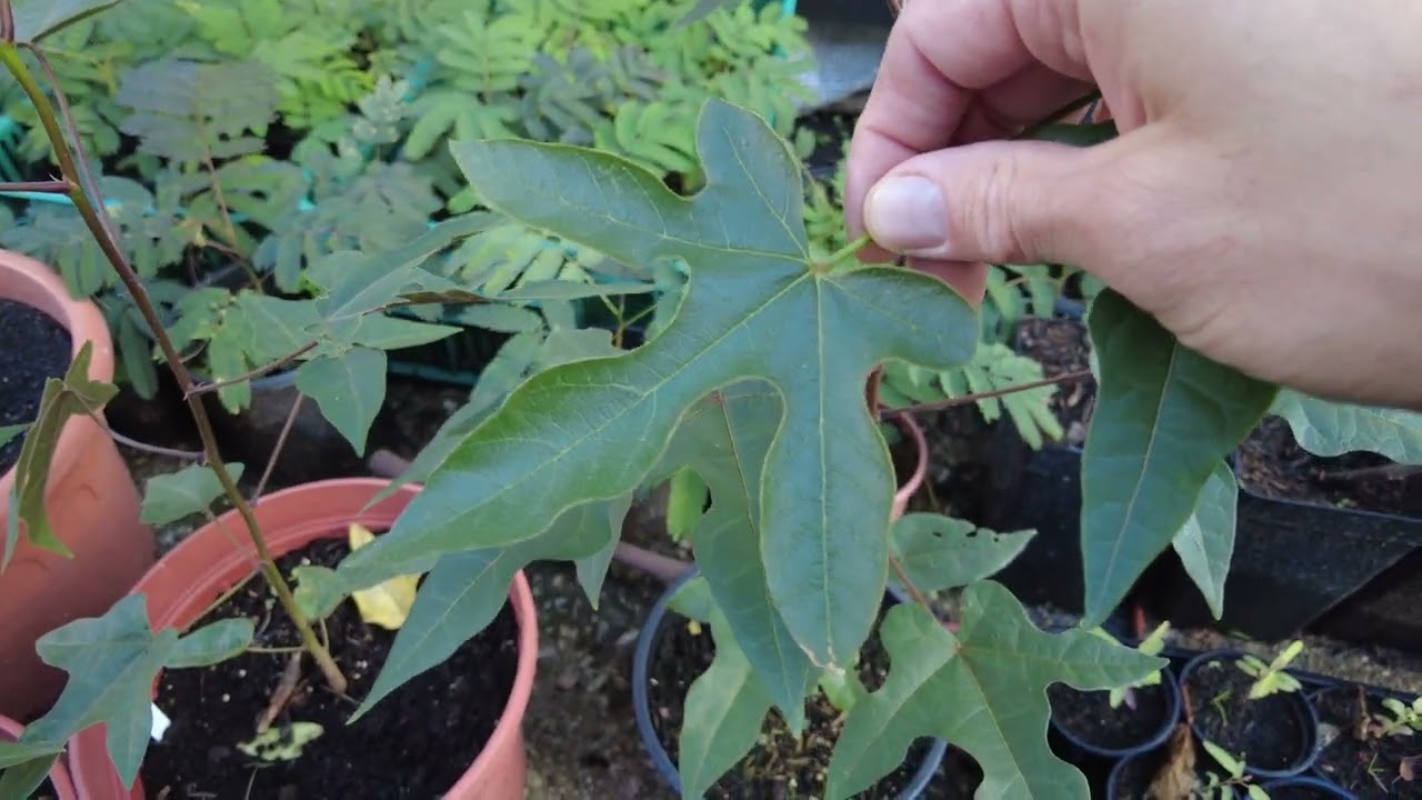 Mehr Flaschenbäume 2023 // Lacebark Flaschenbaum (Brachychiton discolor) // Gartenschlau.com