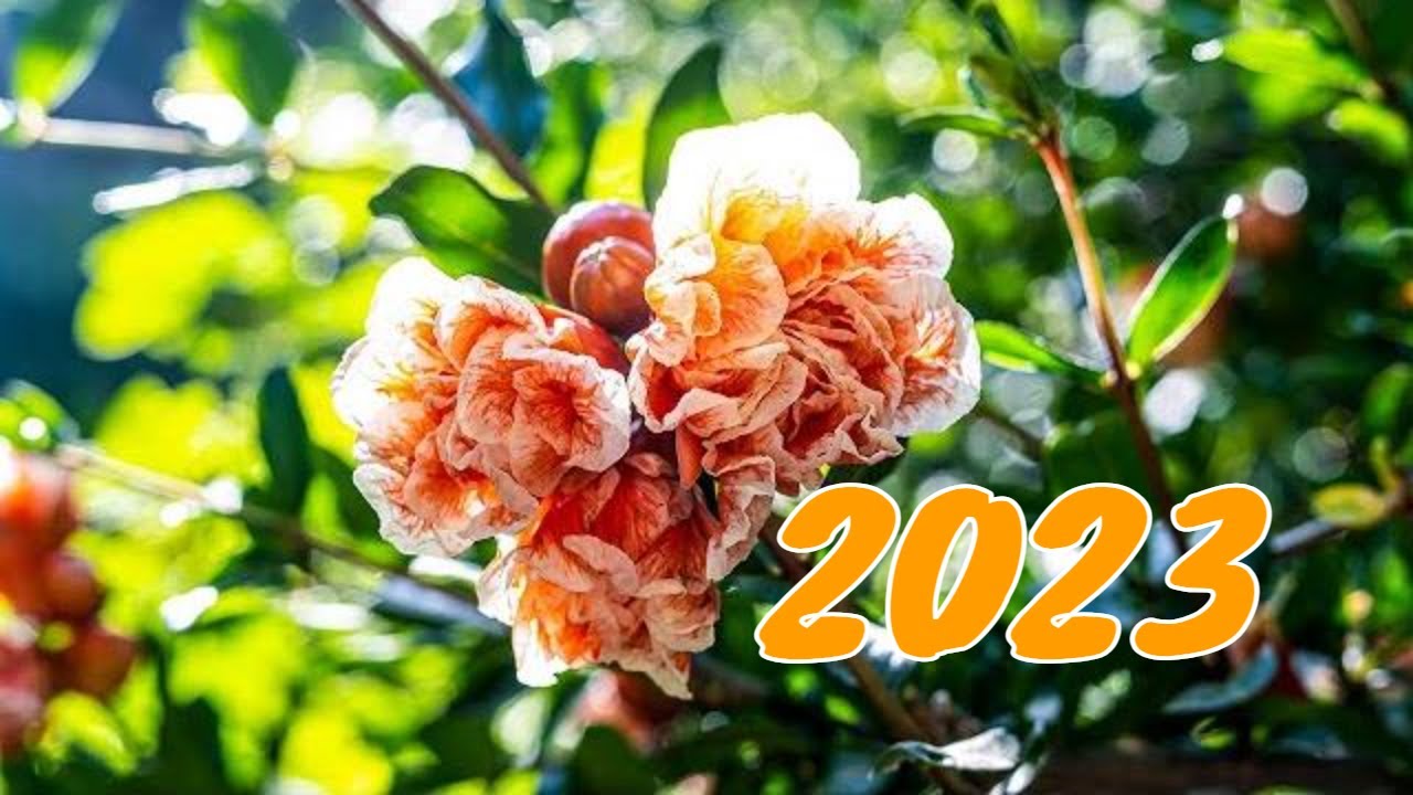 Der neue Trend: Granatapfel-Anbau in Deutschland ab 2023