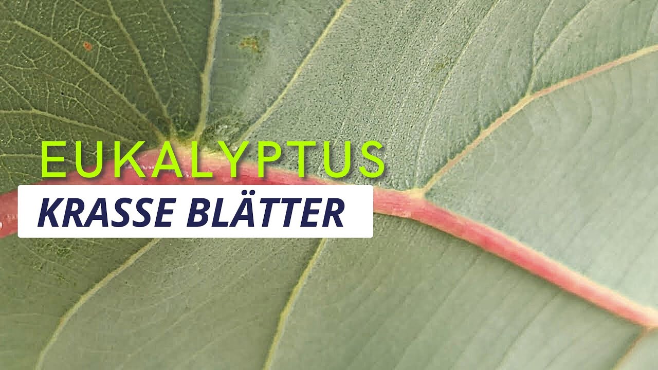 Interessantes Blatt // Wie wollen wir die Pflanzen vergleichen? // Eukalyptus 12.09.2022
