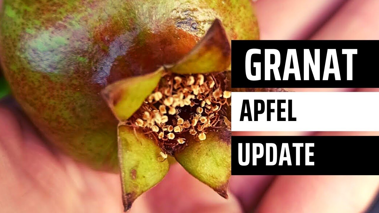 Saftige Granatapfel-Ernte: Erfahren Sie mehr auf Gartenschlau.com