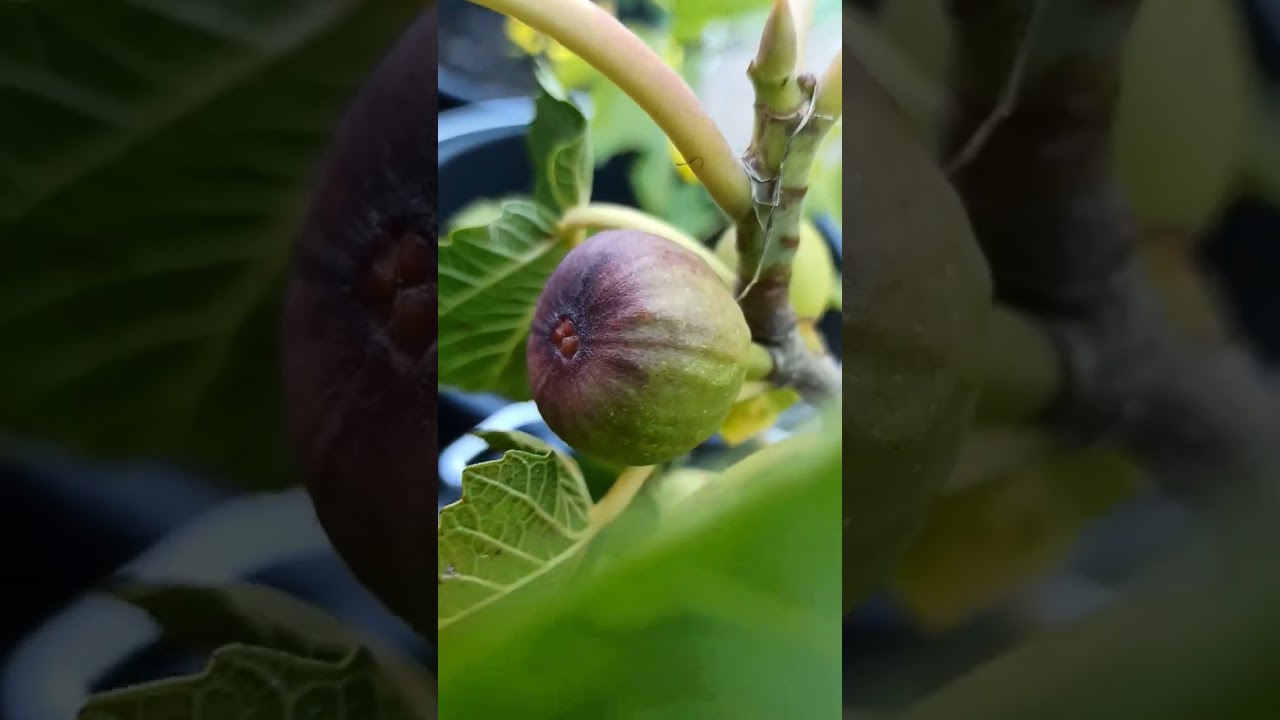 Feigenabhof.de – All About Figs // Gartenschlau.com