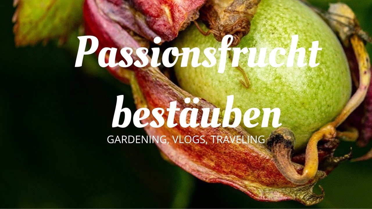 Maracuja von Hand bestäubt – Passiflora edulis x colvillii // 🌻 www.Gartenschlau.com