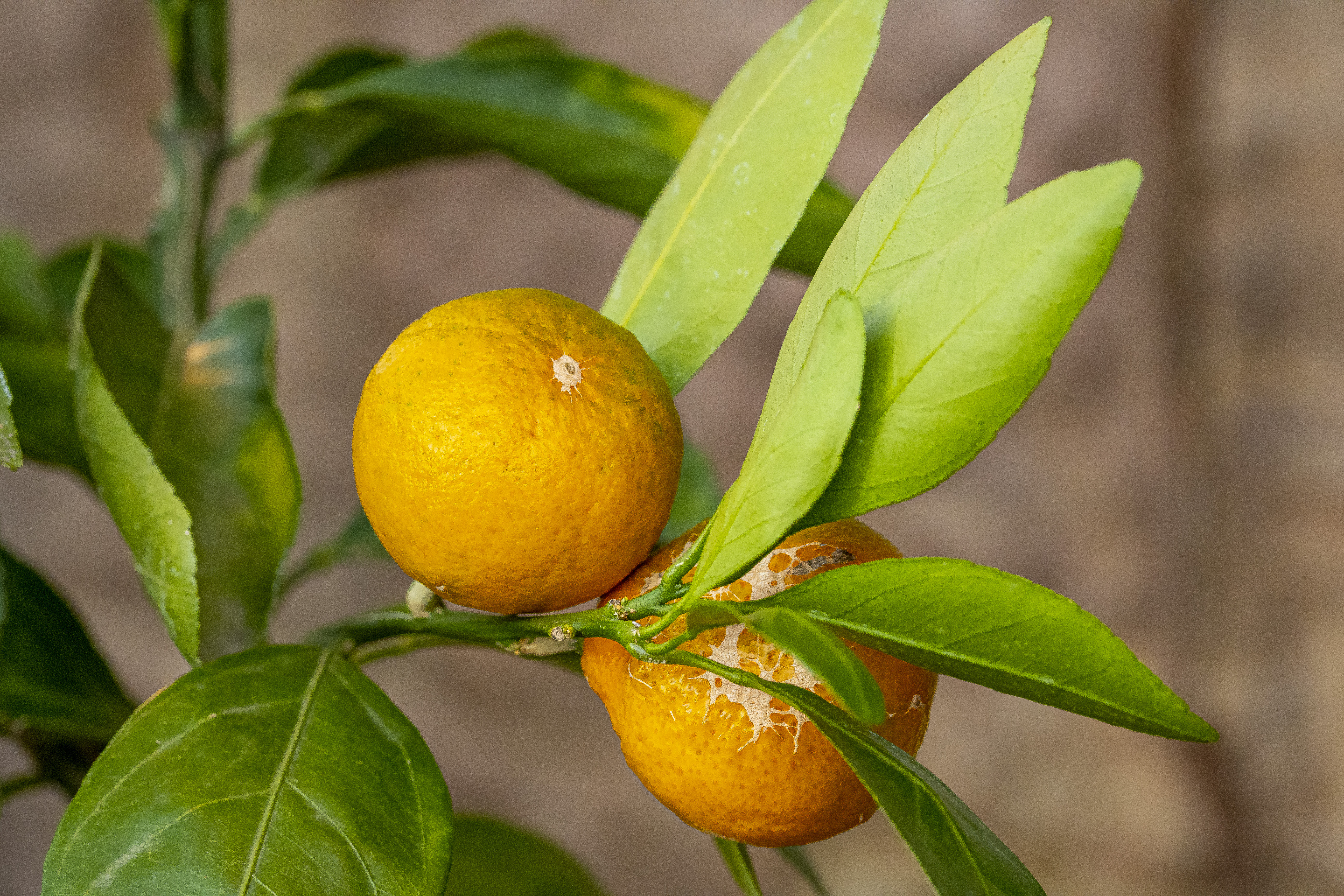 Zitruspflanzen benötigen eine ausgewogene Nährstoffversorgung, um gesund zu wachsen und reichlich Früchte zu tragen. Hier sind die wichtigsten Nährstoffe, die sie brauchen: