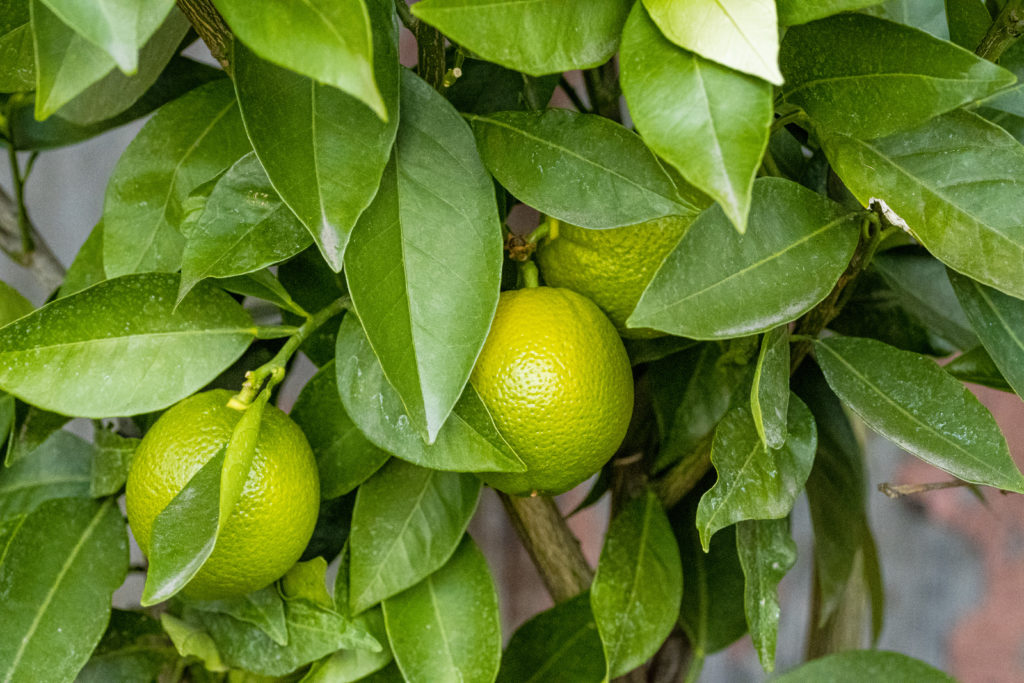 Limetten am Zweig