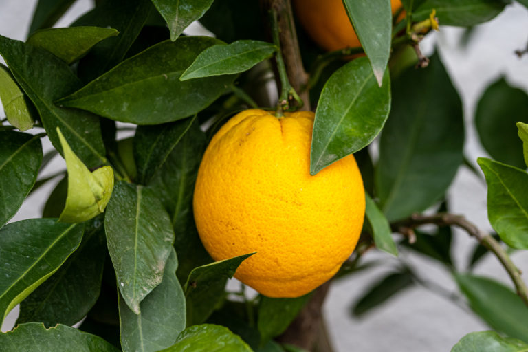 Citrus sinensis ‚Cara-Cara‘