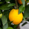 Citrus sinensis ‚Cara-Cara‘