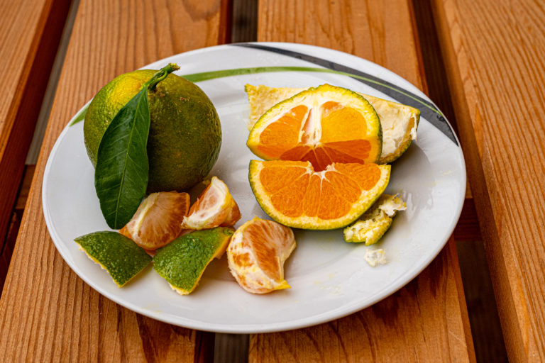 Satsuma Myagawa – Citrus unshiu ‚Myagawa‘