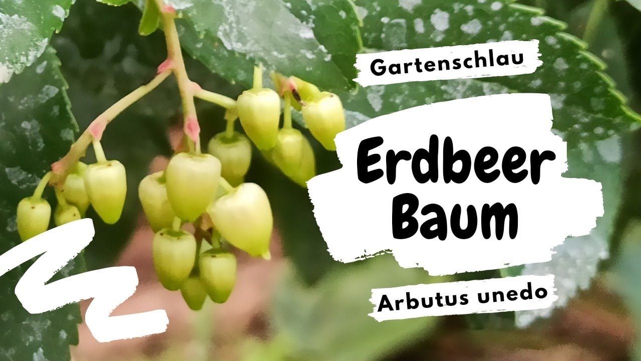 Exoten Im Garten 🍍🌴 | Erdbeerbaum – Arbutus Unedo – Die Zweite Blüte | Gartenschlau.com 🌻