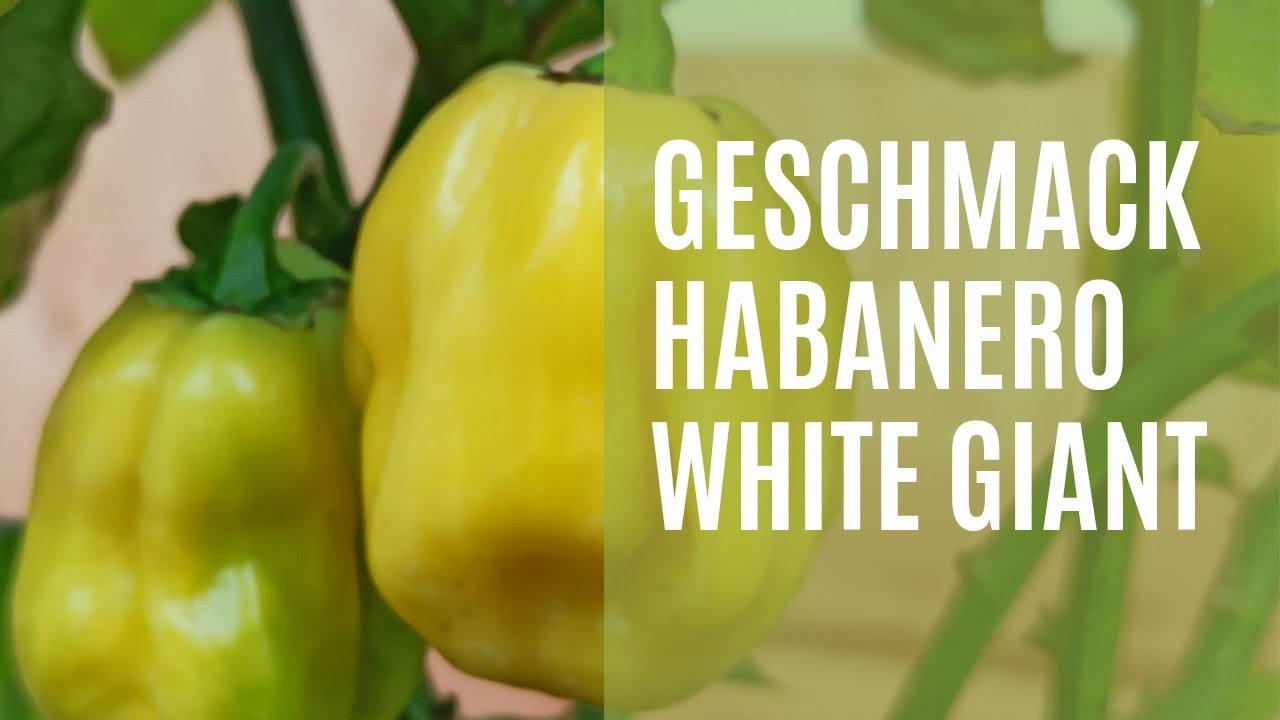 Habanero Chili ‚White Giant‘ Probier-Session: Erfahre den Geschmack!