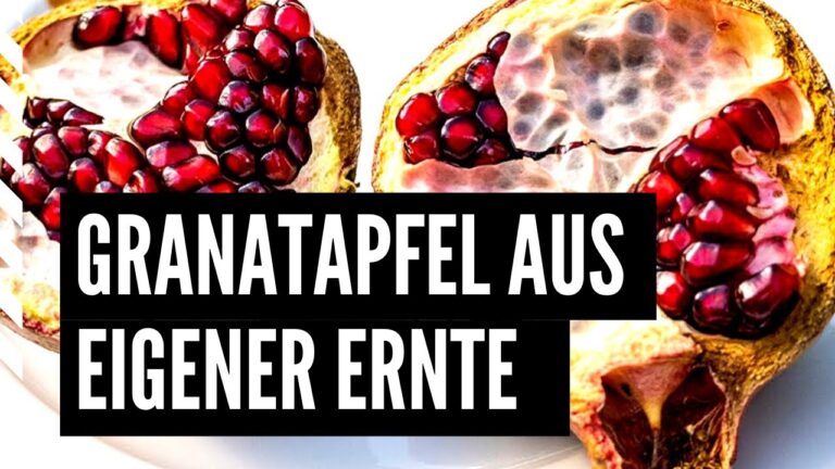 Granatapfel – Pflege, Kultur und Nutzen
