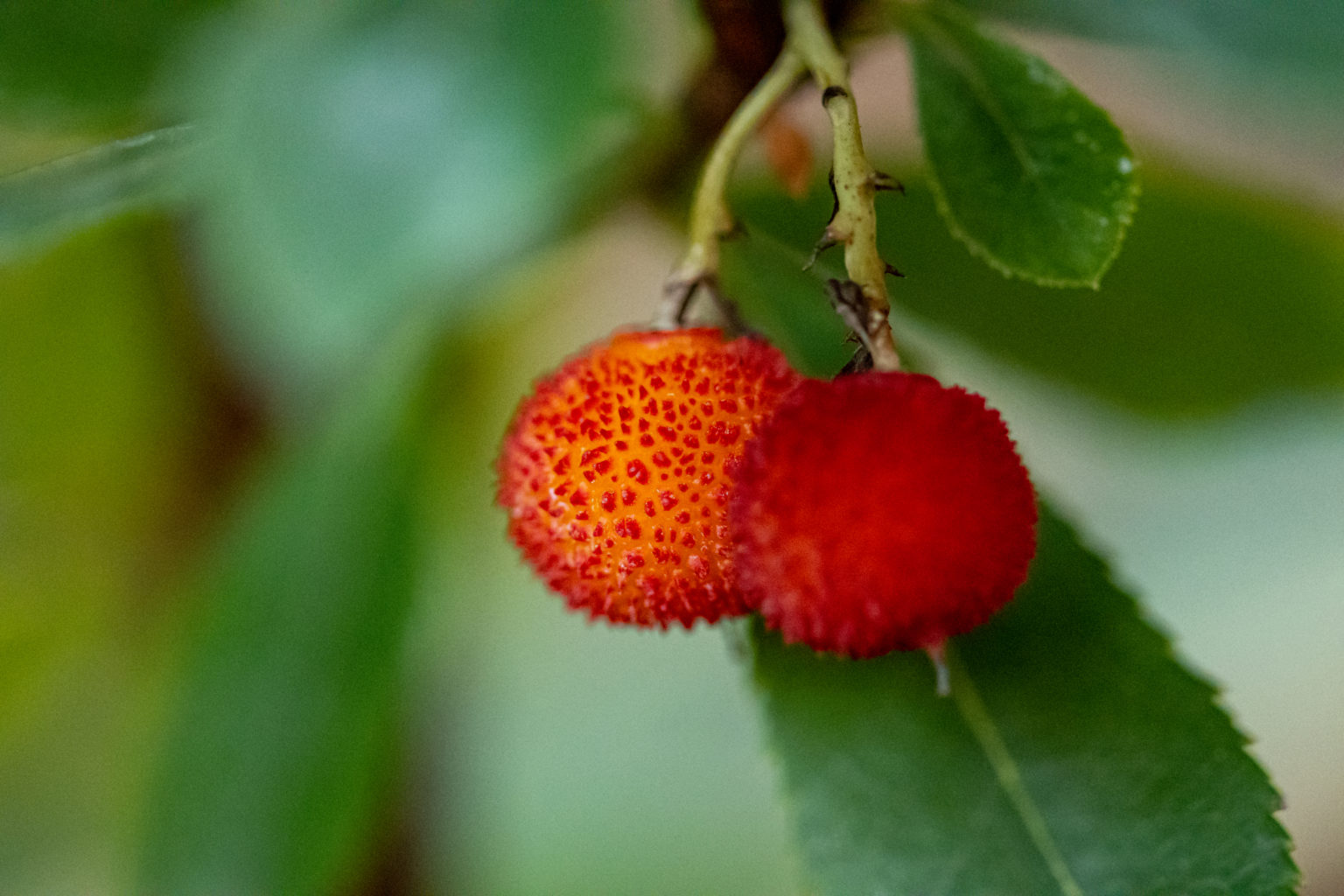 Erdbeerbaum pflegen: Arbutus unedo erfolgreich anbauen