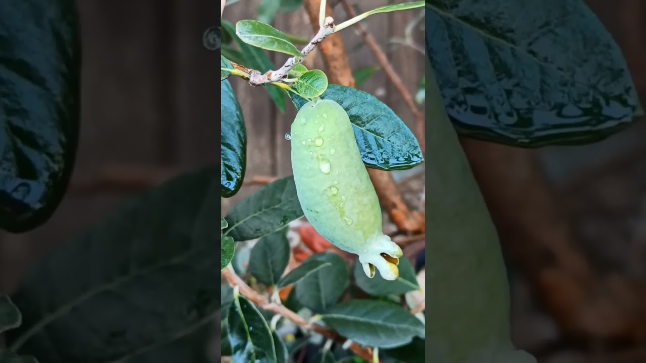Ananasguaven – Acca sellowiana Feijoa // Gartenschlau.com