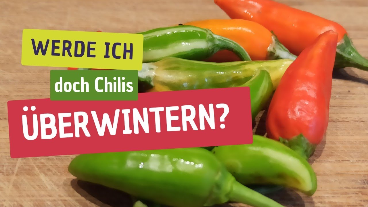 Chili Pflanzen Im Winter: Das Musst Du Beachten (gartenschlau.com Update)
