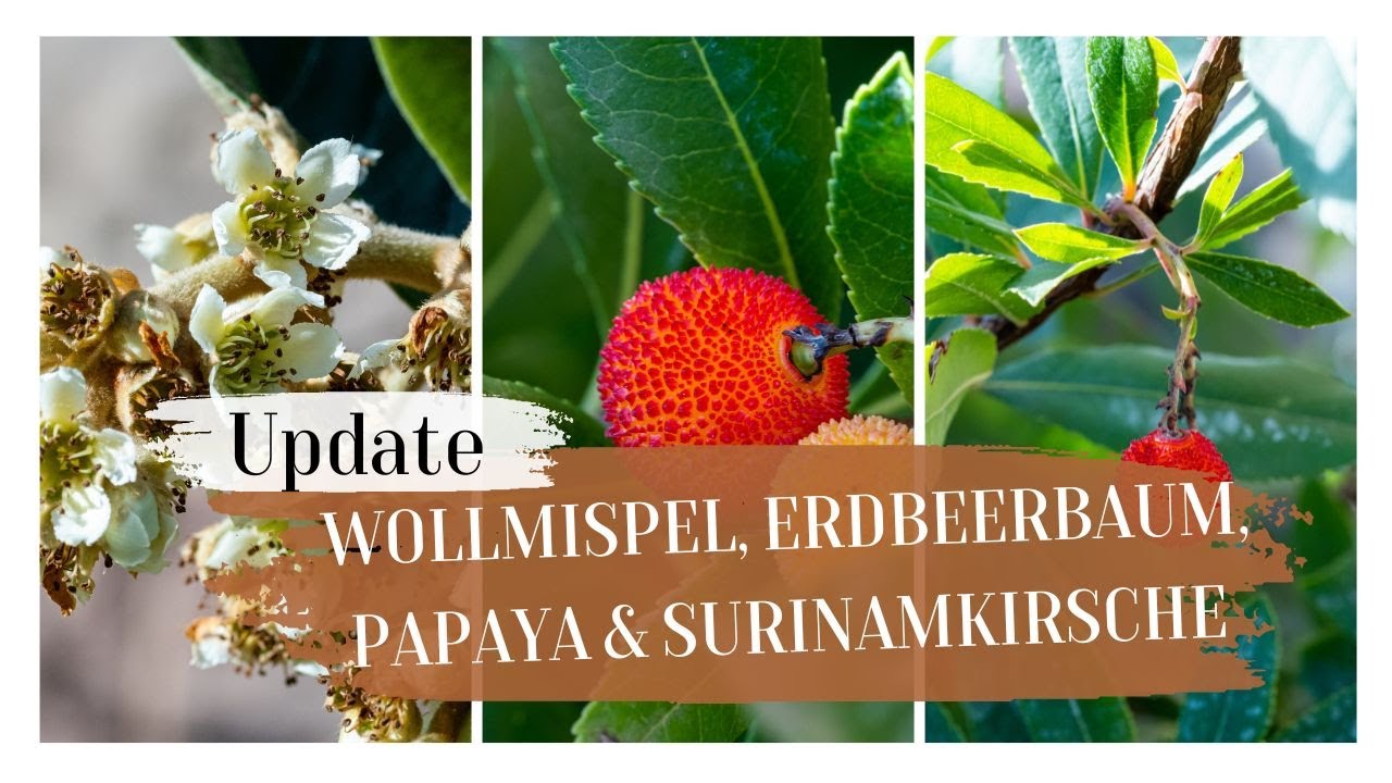 Erdbeerbaum, Wollmispel, Papaya, Surinamkirsche // Update 28.11.2022 // Gartenschlau.com