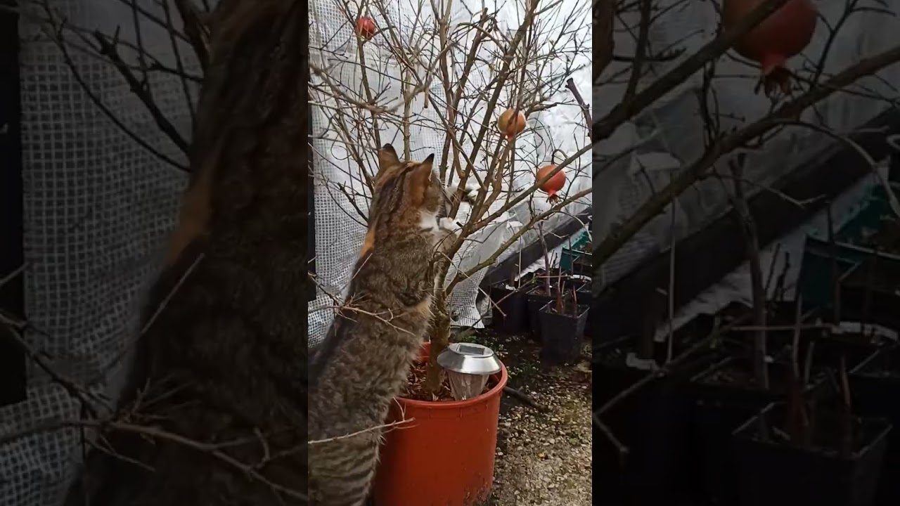 Cute Cat Play With Pomegranate // Gartenschlau.com