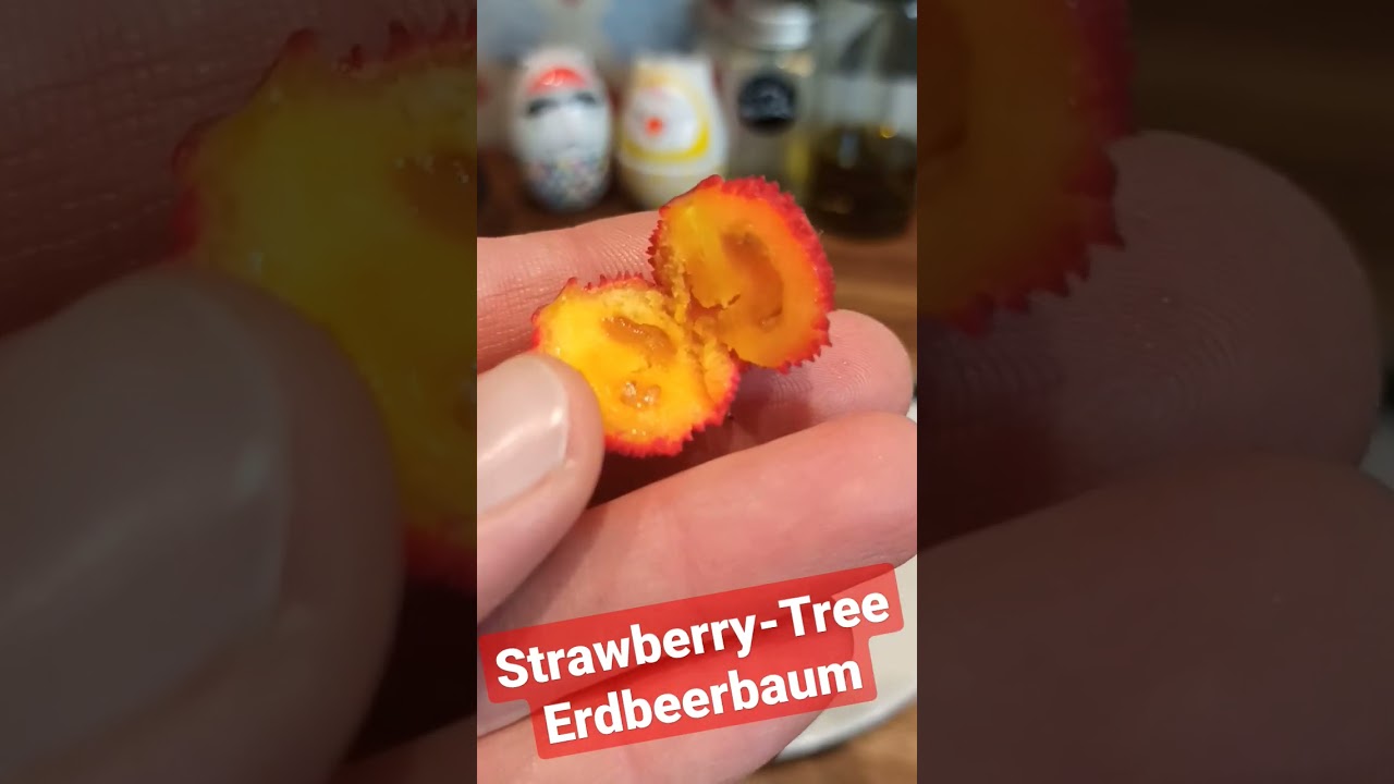 Erdbeerbaum Strawberry-Tree // Gartenschlau.com