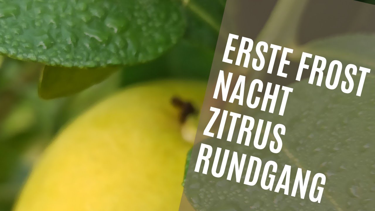 Der Erste Frost Des Jahres: Wie Schütze Ich Meine Zitruspflanzen? // Gartenschlau.com