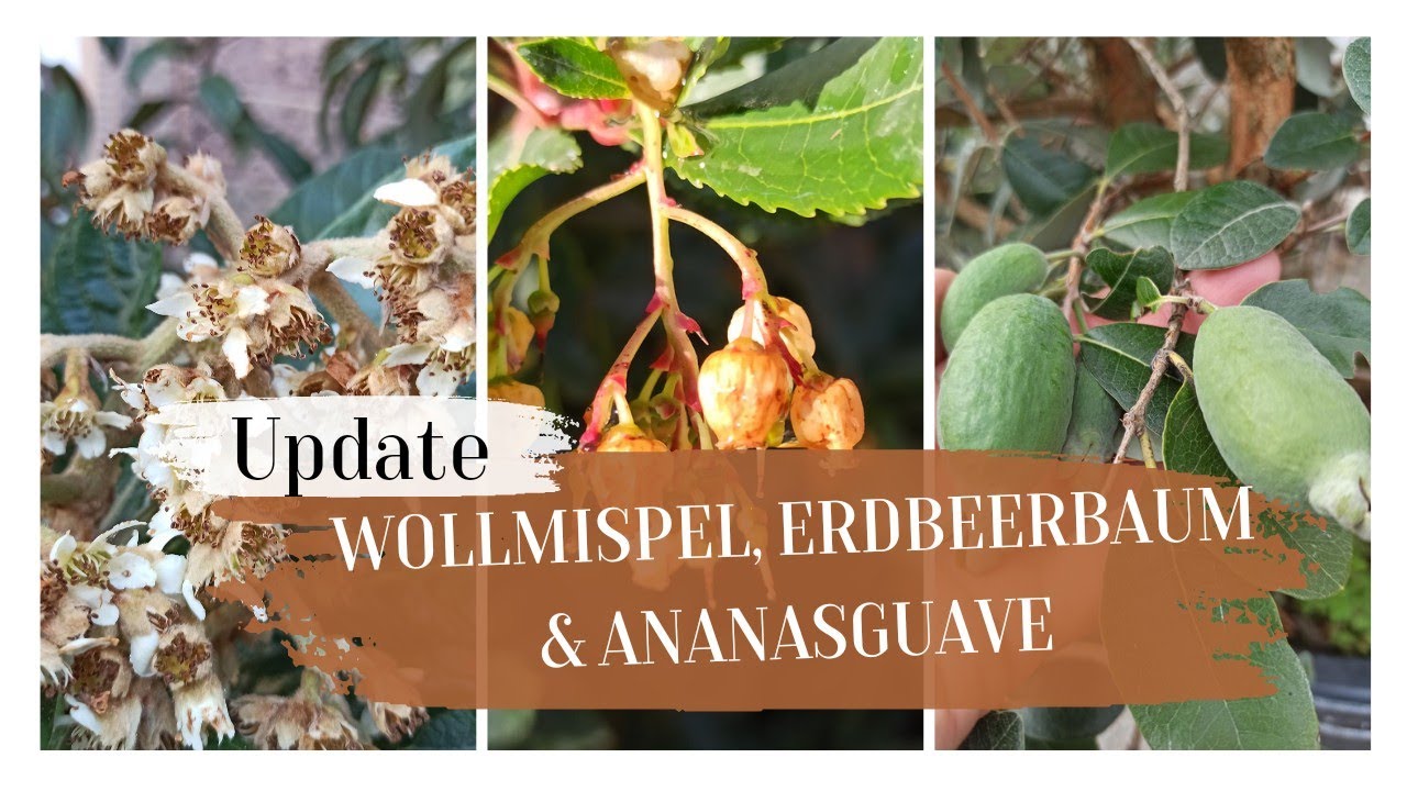 Wollmispel, Erdbeerbaum & Ananasguave // Update 14.11.2022 // Gartenschlau.com