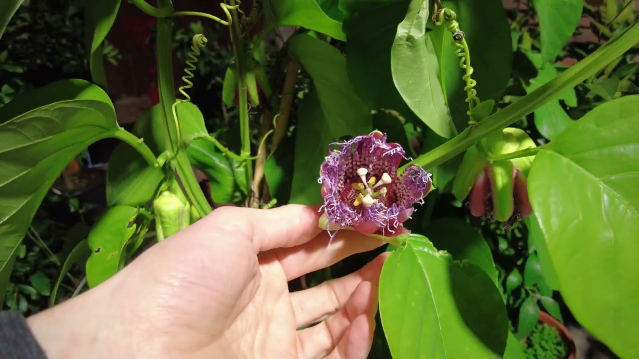 Die Eiskönigin Der Passionsblumen // Passiflora Quadrangularis – Königs Granadilla