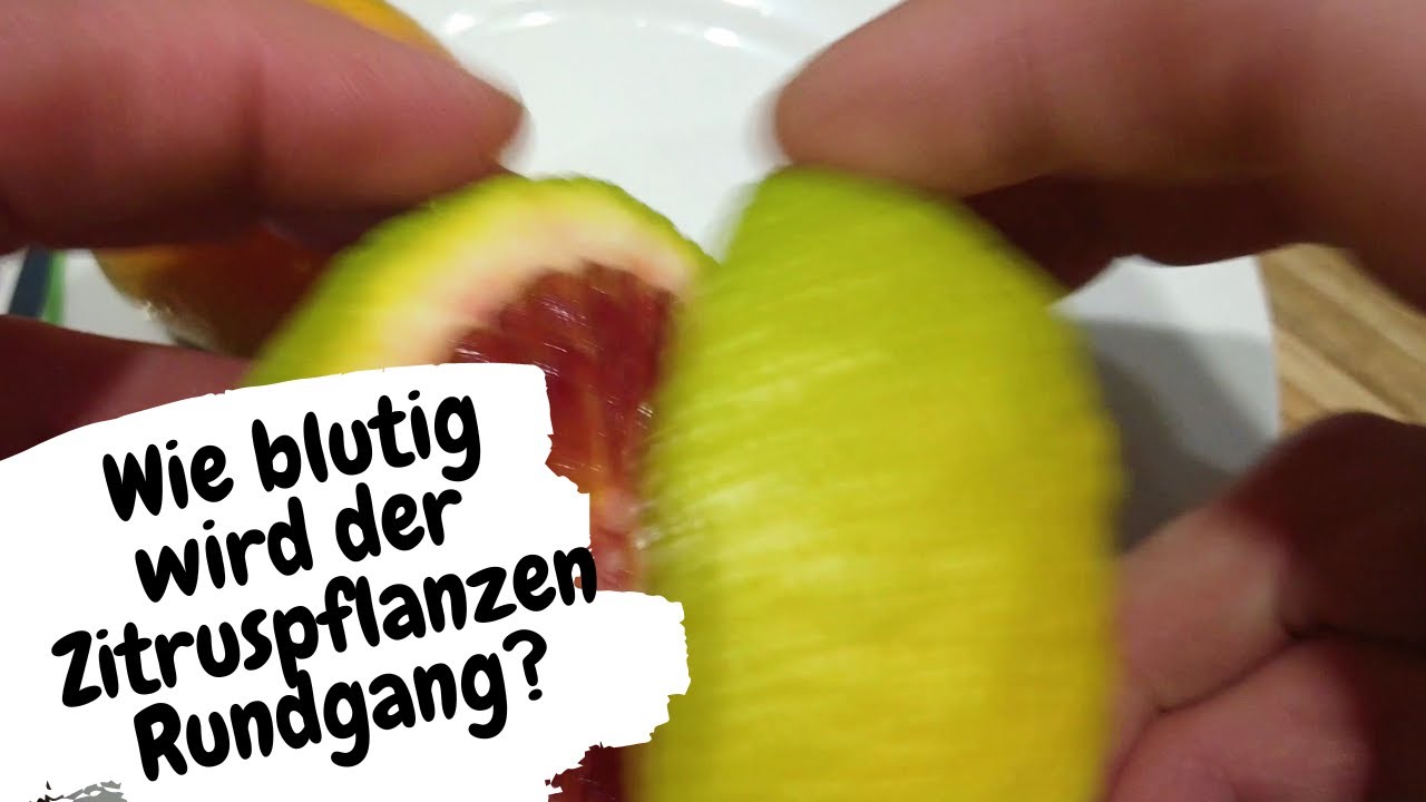 Blutiges Geheimnis Der Zitruspflanzen Enthüllt – Gartenschlau.com